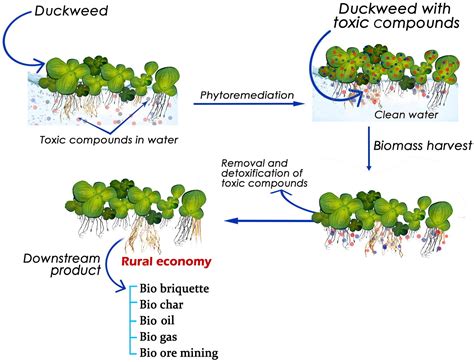 植物吸收重金屬|六種植物吸收重金屬之植生復育法研究 = Phytoremediation of。